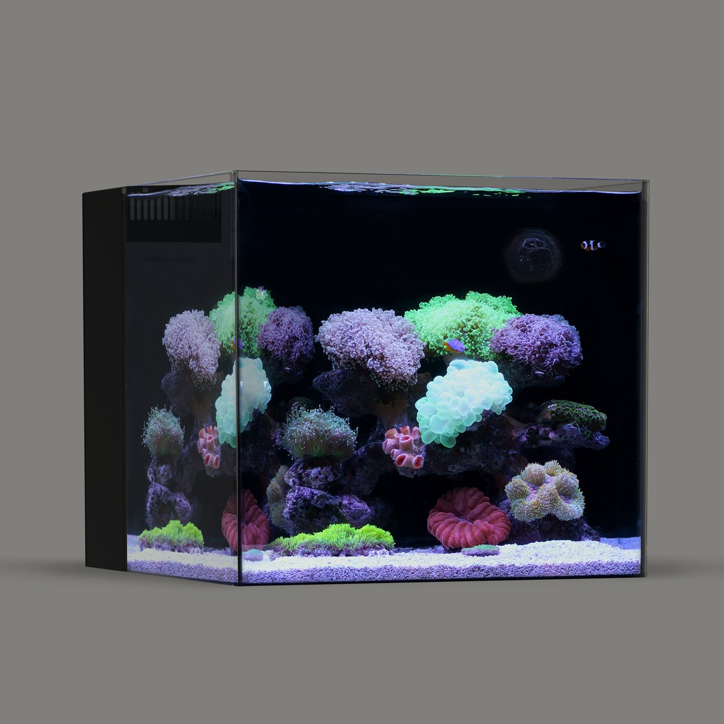 LANDEN Ultra Clear Glass Rimless Low Iron Aquarium Tank with Rear Filtration Chamber for Salt and Fresh Water, Made of All Glass