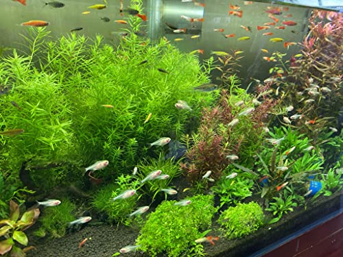 THRIVA Aqua Soil Substrate for Freshwater Aquarium, Black and Brown Color, 5L/ bag