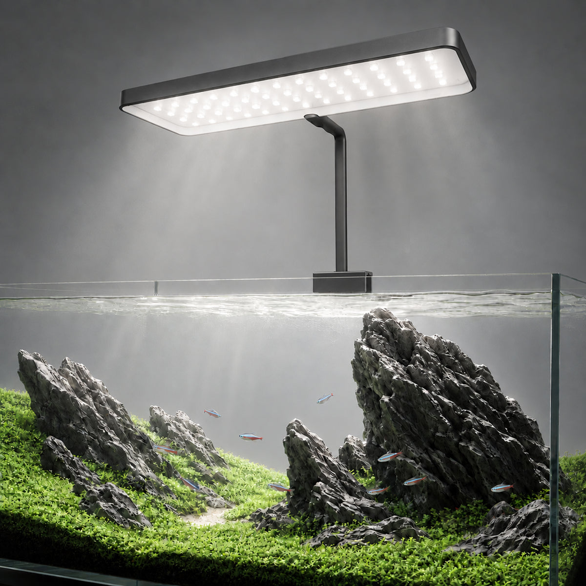 LANDEN HL20T clip-on light on a rimless aquarium