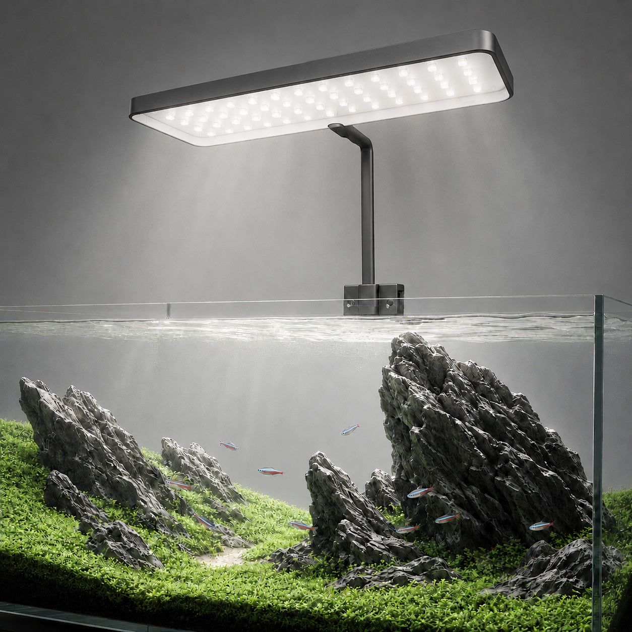 LANDEN HL20T clip-on light on a rimless aquarium