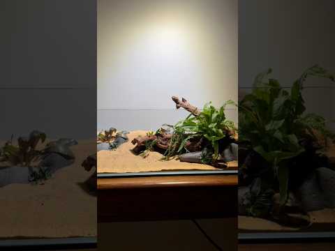 LANDEN 60S aquascape build — Easy Natural Betta Tank by @budgetfishkeeper