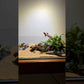 LANDEN 60S aquascape build — Easy Natural Betta Tank by @budgetfishkeeper