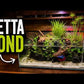 LANDEN 45S Shallow Rimless Aquarium — 5.4 Gal Nano Aquascaping Tank Small, shallow — scape from the top down.