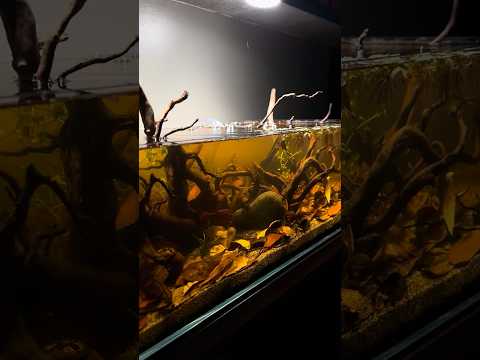 Blackwater betta aquascape featuring LANDEN XL Spider Wood by @budgetfishkeeper