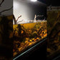 Blackwater betta aquascape featuring LANDEN XL Spider Wood by @budgetfishkeeper
