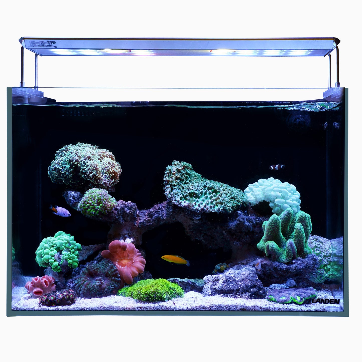 Landen 60P 26.23 Gallon Ultra Clear All Glass Rimless Low Iron Aquarium Tank with Rear Filtration Chamber for Salt and Fresh (Return Pump Included) 23.6Wx17.7Dx15.8H in(60x45x40cm)